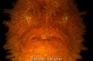Strangler!!! Otherwise known as a striped anglerfish, fou... by Michael Gallagher 